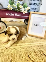 Lilly , a female Bernese Mountain Dog and Great Pyrenees for sale in Gardiner, NY – Photo 4 of 4