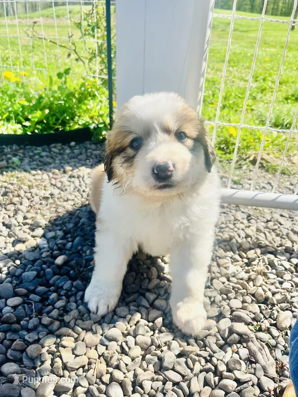 Lilly  – Bernese Mountain Dog, Great Pyrenees puppy for sale in Gardiner, NY