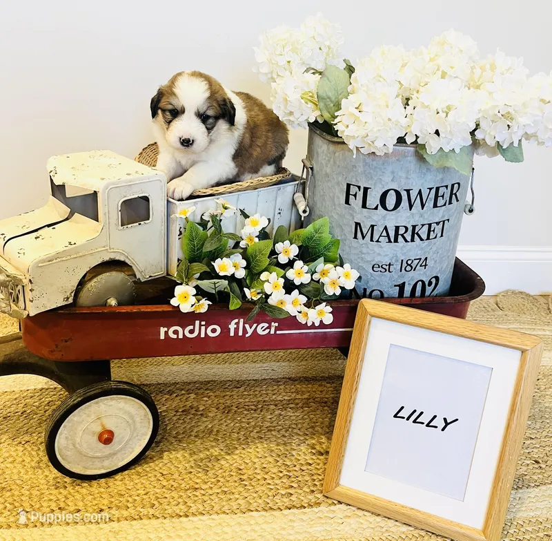 Lilly  – Bernese Mountain Dog, Great Pyrenees puppy for sale in Gardiner, NY