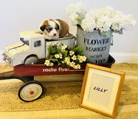 Lilly , a female Bernese Mountain Dog and Great Pyrenees for sale in Gardiner, NY – Photo 2 of 4