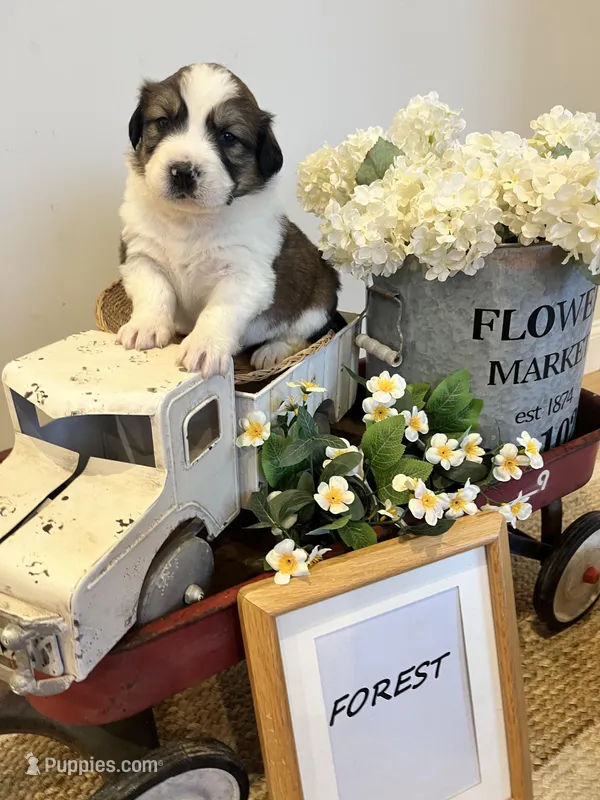 Forest  – Bernese Mountain Dog, Great Pyrenees puppy for sale in Gardiner, NY