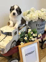 Forest , a male Bernese Mountain Dog and Great Pyrenees for sale in Gardiner, NY – Photo 1 of 3