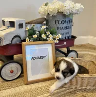 Forest , a male Bernese Mountain Dog and Great Pyrenees for sale in Gardiner, NY – Photo 2 of 3