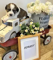 Forest , a male Bernese Mountain Dog and Great Pyrenees for sale in Gardiner, NY – Photo 3 of 3