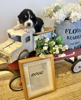 Doug , a male Bernese Mountain Dog and Great Pyrenees for sale in Gardiner, NY – Photo 3 of 4