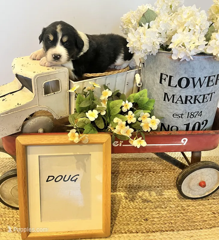 Doug  – Bernese Mountain Dog, Great Pyrenees puppy for sale in Gardiner, NY