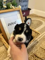 Doug , a male Bernese Mountain Dog and Great Pyrenees for sale in Gardiner, NY – Photo 2 of 4