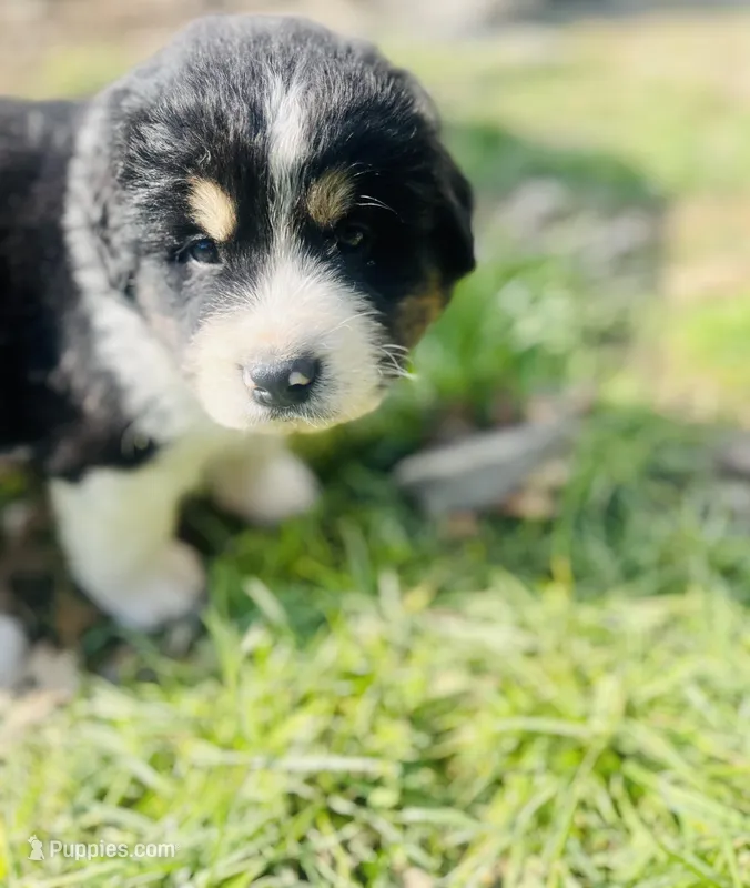 Doug  – Bernese Mountain Dog, Great Pyrenees puppy for sale in Gardiner, NY