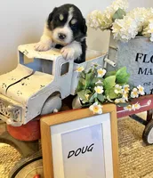 Doug , a male Bernese Mountain Dog and Great Pyrenees for sale in Gardiner, NY – Photo 4 of 4