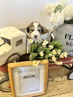 Buck , a male Bernese Mountain Dog and Great Pyrenees for sale in Gardiner, NY – Photo 4 of 4