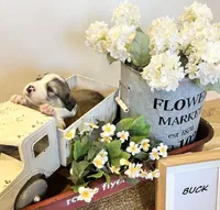 Buck , a male Bernese Mountain Dog and Great Pyrenees for sale in Gardiner, NY – Photo 2 of 4
