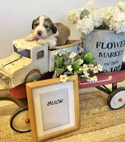 Buck , a male Bernese Mountain Dog and Great Pyrenees for sale in Gardiner, NY – Photo 3 of 4