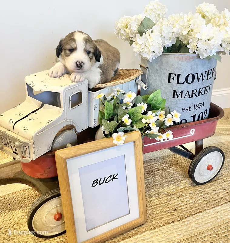 Buck  – Bernese Mountain Dog, Great Pyrenees puppy for sale in Gardiner, NY