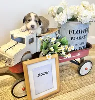 Buck , a male Bernese Mountain Dog and Great Pyrenees for sale in Gardiner, NY – Photo 1 of 4