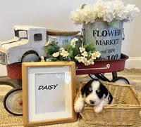 Daisy , a female Bernese Mountain Dog and Great Pyrenees for sale in Gardiner, NY – Photo 2 of 3