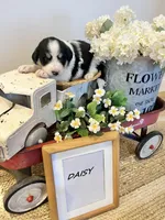 Daisy , a female Bernese Mountain Dog and Great Pyrenees for sale in Gardiner, NY – Photo 3 of 3