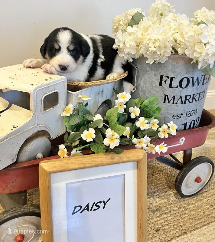 Daisy  – Bernese Mountain Dog, Great Pyrenees puppy for sale in Gardiner, NY