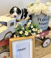 Daisy , a female Bernese Mountain Dog and Great Pyrenees for sale in Gardiner, NY – Photo 1 of 3