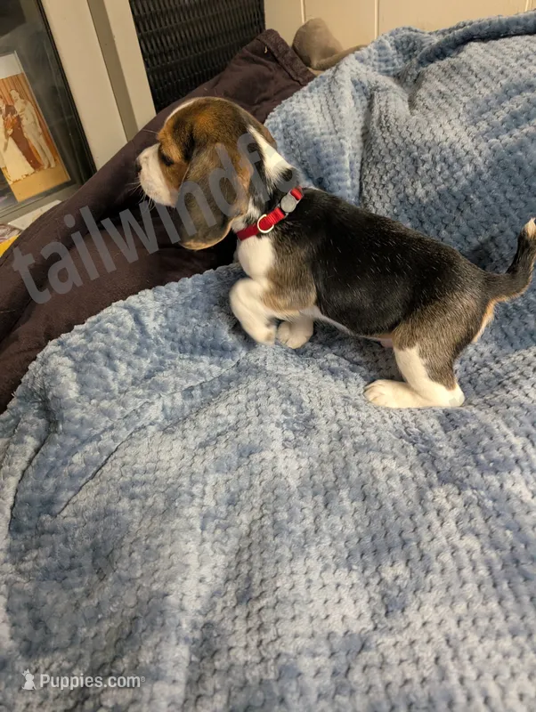 Red – Beagle puppy for sale in Vallejo, CA