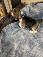 Red, a male Beagle for sale in Vallejo, CA – 1 of 4