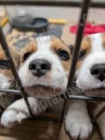 Red, a male Beagle for sale in Vallejo, CA – 2 of 4
