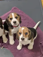 Red, a male Beagle for sale in Vallejo, CA – 3 of 4