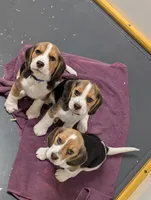 Red, a male Beagle for sale in Vallejo, CA – 4 of 4