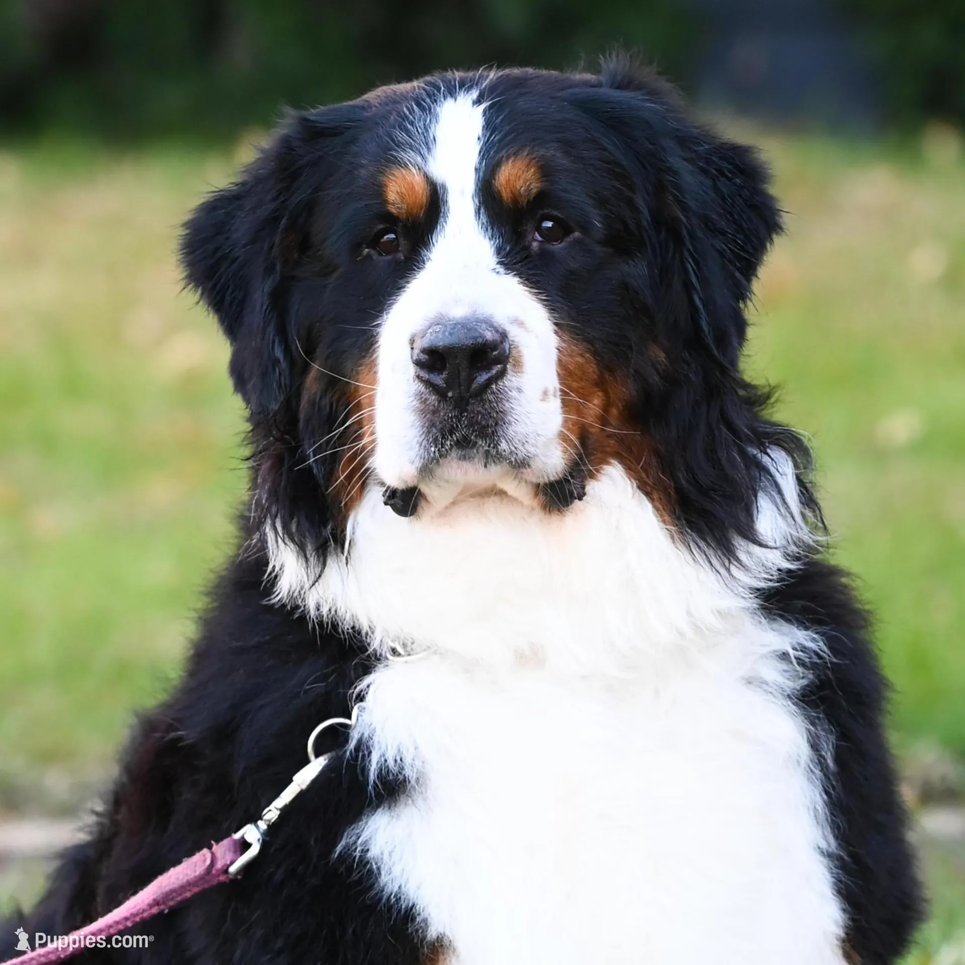 Amigo (Blue), a male Bernese Mountain Dog for sale in Ottumwa, IA – Photo 10 of 10