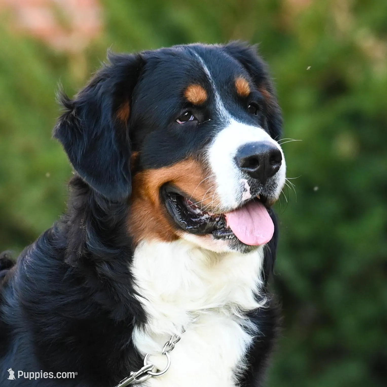 Amigo (Blue), a male Bernese Mountain Dog for sale in Ottumwa, IA – Photo 2 of 10