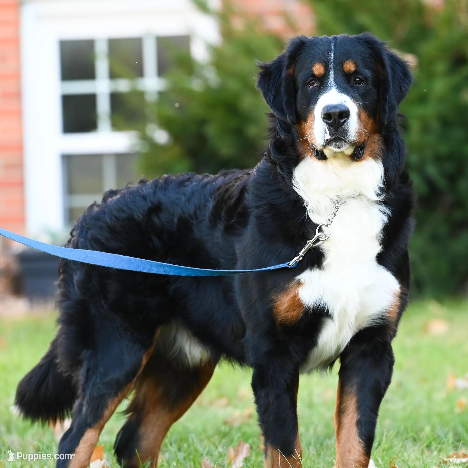 Amigo (Blue) – Bernese Mountain Dog puppy for sale in Ottumwa, IA