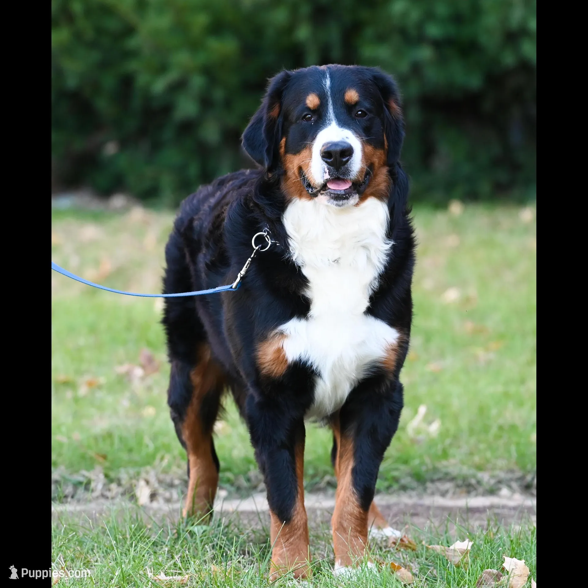 Amigo (Blue), a male Bernese Mountain Dog for sale in Ottumwa, IA – Photo 5 of 10
