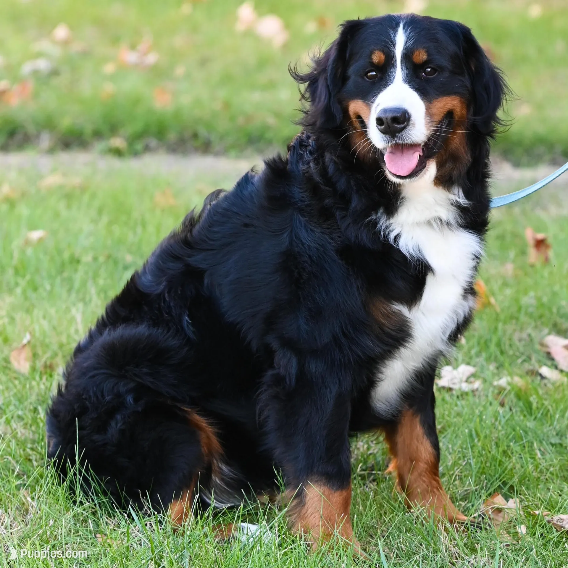 Amigo (Blue), a male Bernese Mountain Dog for sale in Ottumwa, IA – Photo 7 of 10