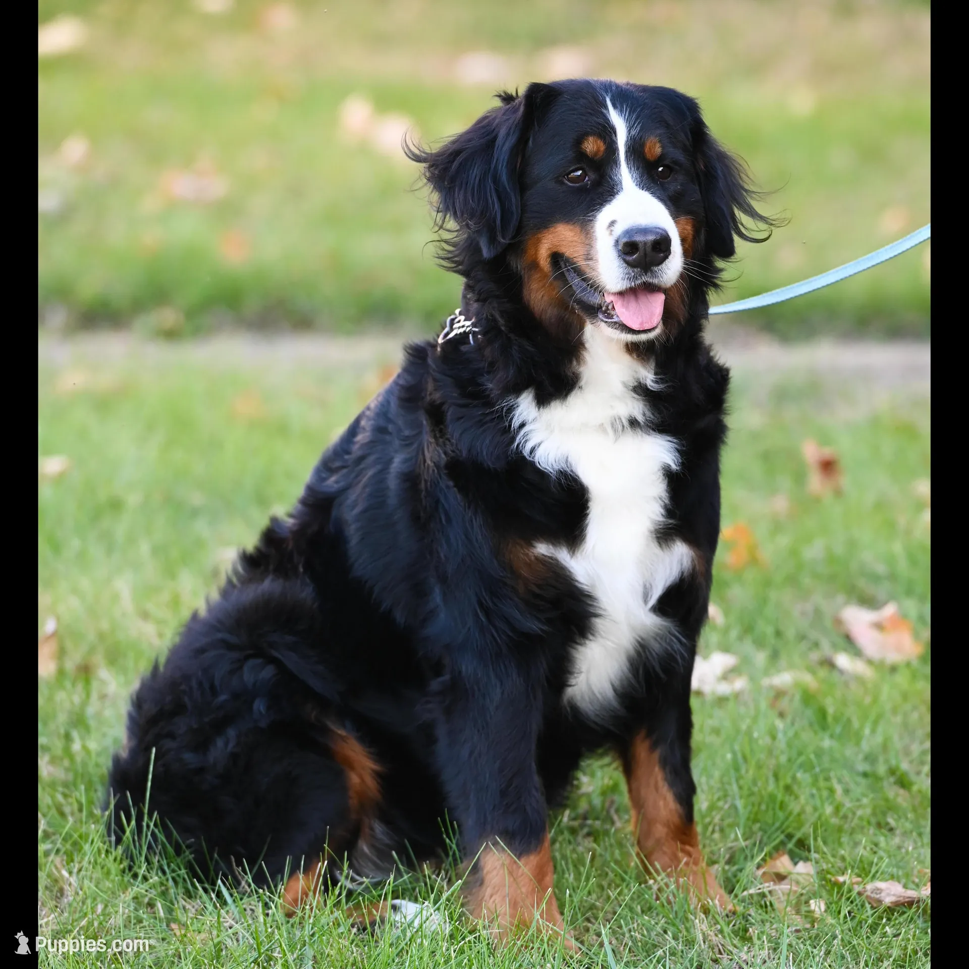 Amigo (Blue), a male Bernese Mountain Dog for sale in Ottumwa, IA – Photo 8 of 10