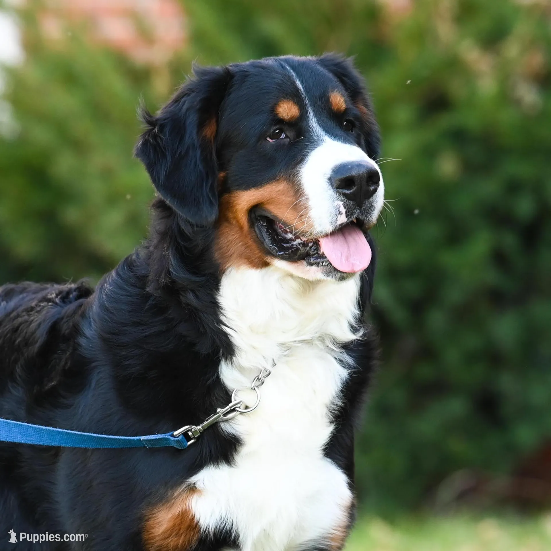 Amigo (Blue), a male Bernese Mountain Dog for sale in Ottumwa, IA – Photo 3 of 10