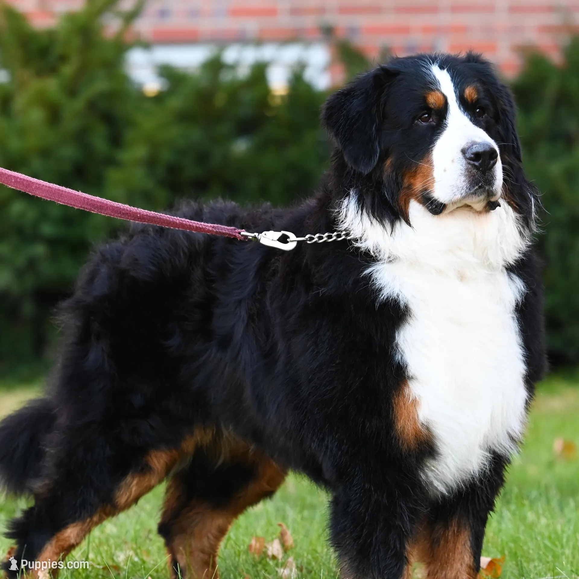 Amigo (Blue), a male Bernese Mountain Dog for sale in Ottumwa, IA – Photo 9 of 10
