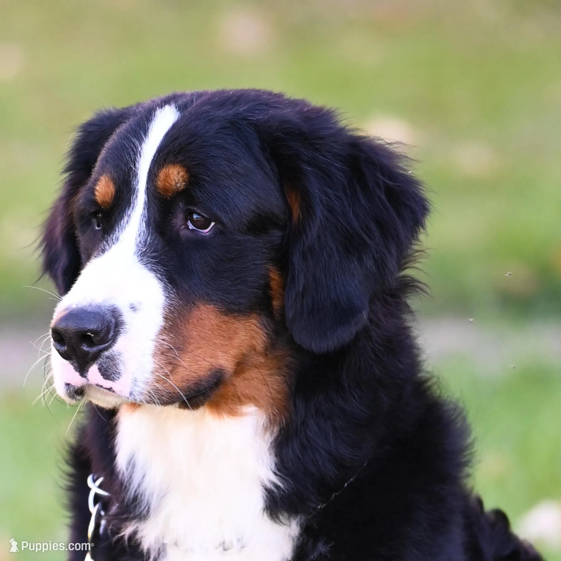Seaweed (Mr. Green), a male Bernese Mountain Dog for sale in Ottumwa, IA – Photo 6 of 9