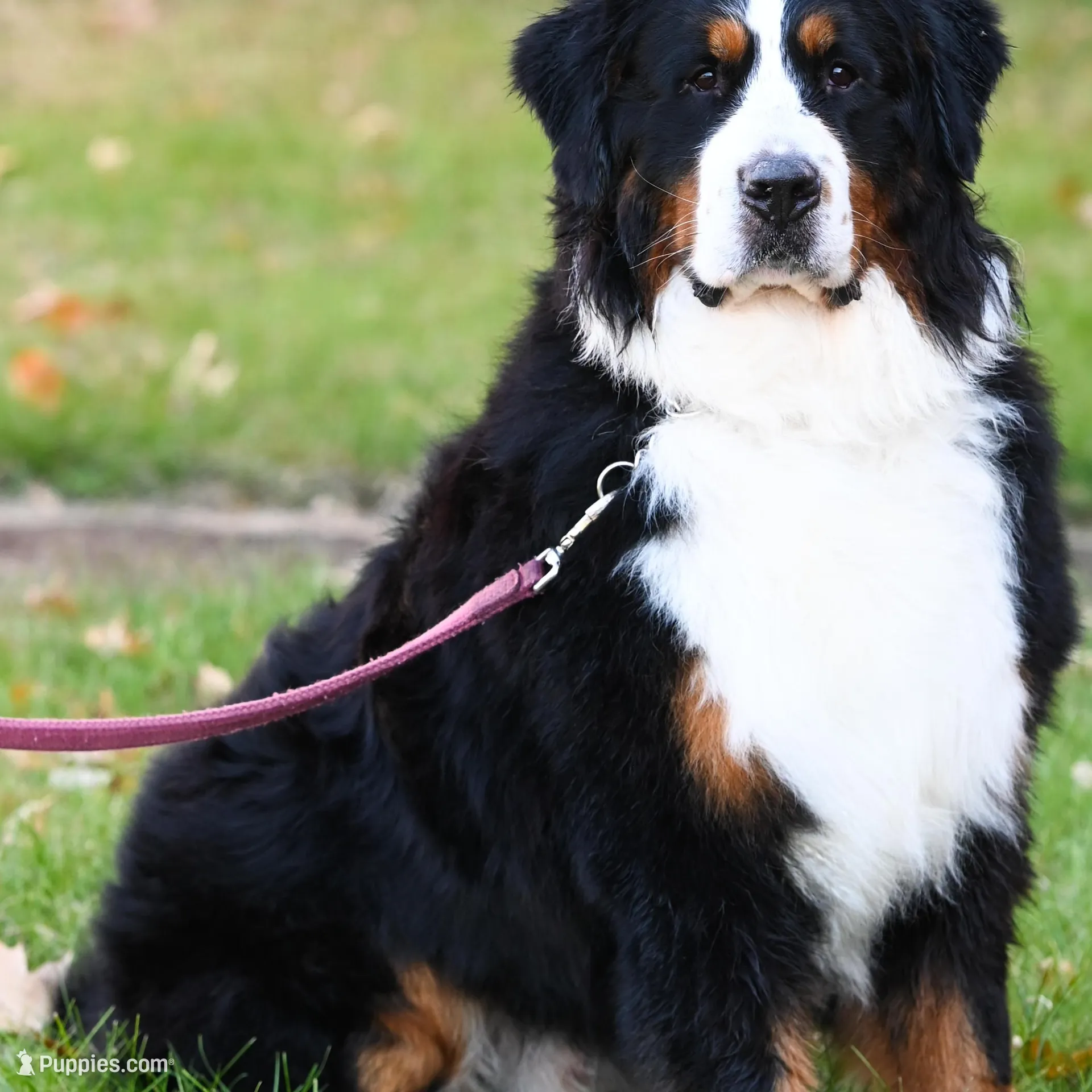 Seaweed (Mr. Green), a male Bernese Mountain Dog for sale in Ottumwa, IA – Photo 9 of 9