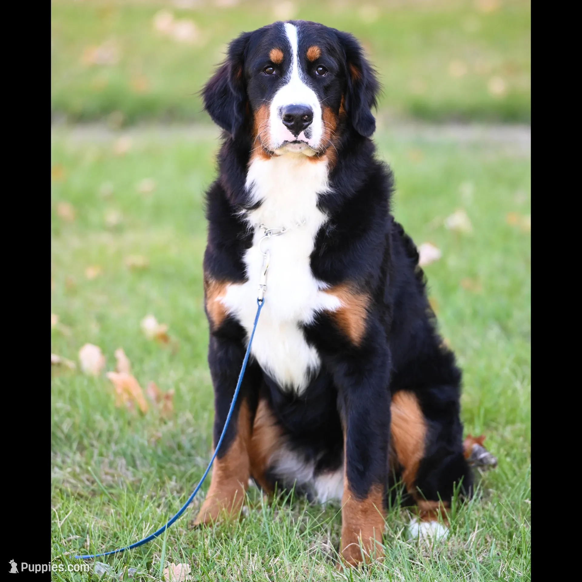 Seaweed (Mr. Green), a male Bernese Mountain Dog for sale in Ottumwa, IA – Photo 2 of 9