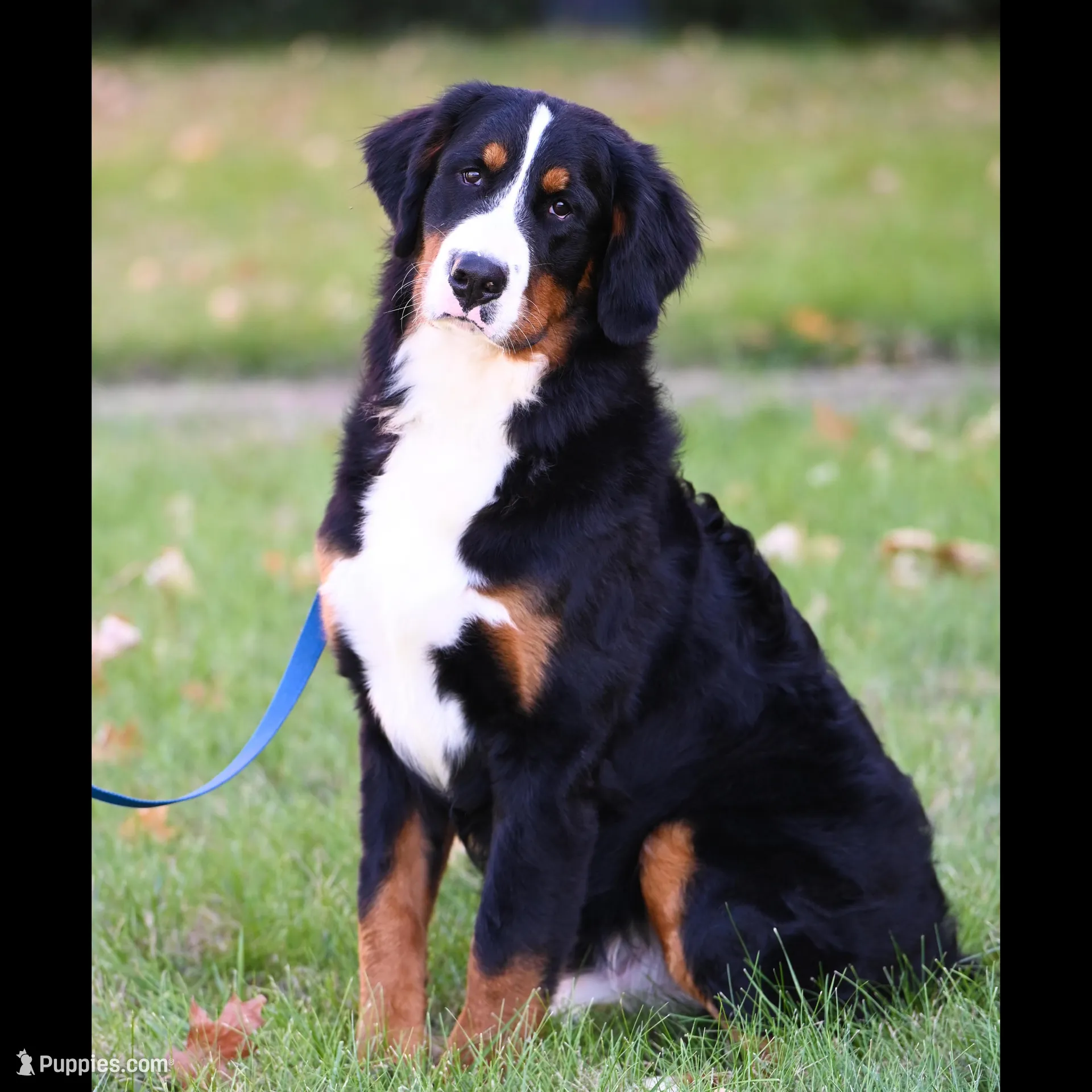 Seaweed (Mr. Green), a male Bernese Mountain Dog for sale in Ottumwa, IA – Photo 5 of 9