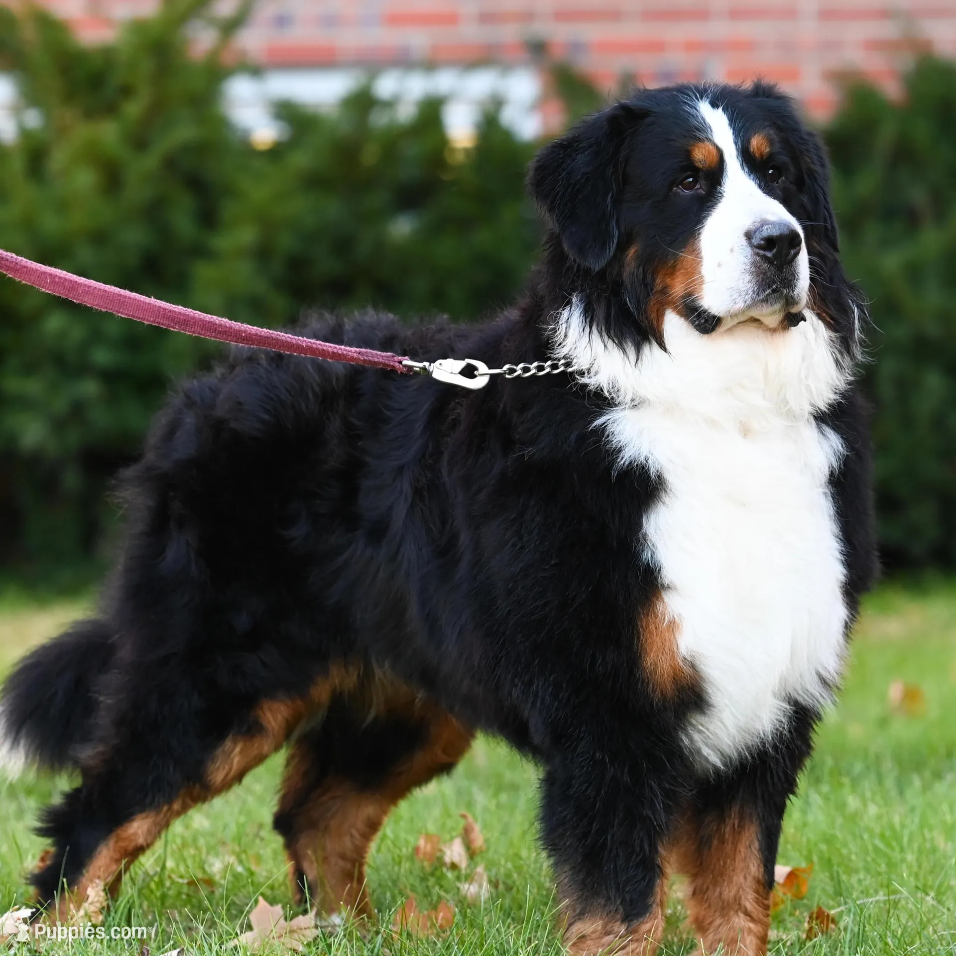 Seaweed (Mr. Green), a male Bernese Mountain Dog for sale in Ottumwa, IA – Photo 8 of 9