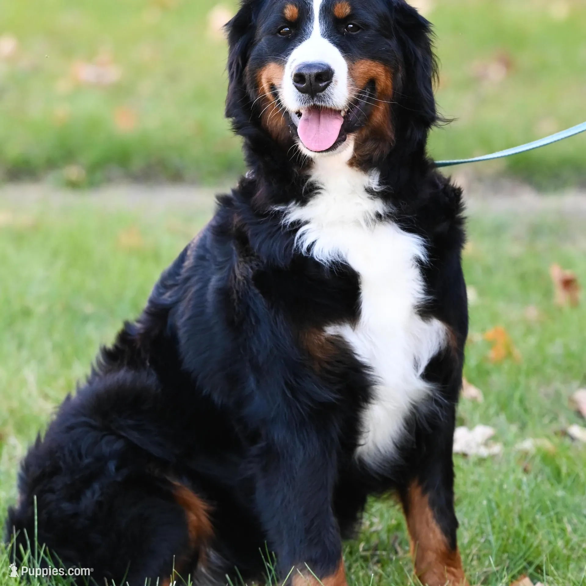 Seaweed (Mr. Green), a male Bernese Mountain Dog for sale in Ottumwa, IA – Photo 7 of 9