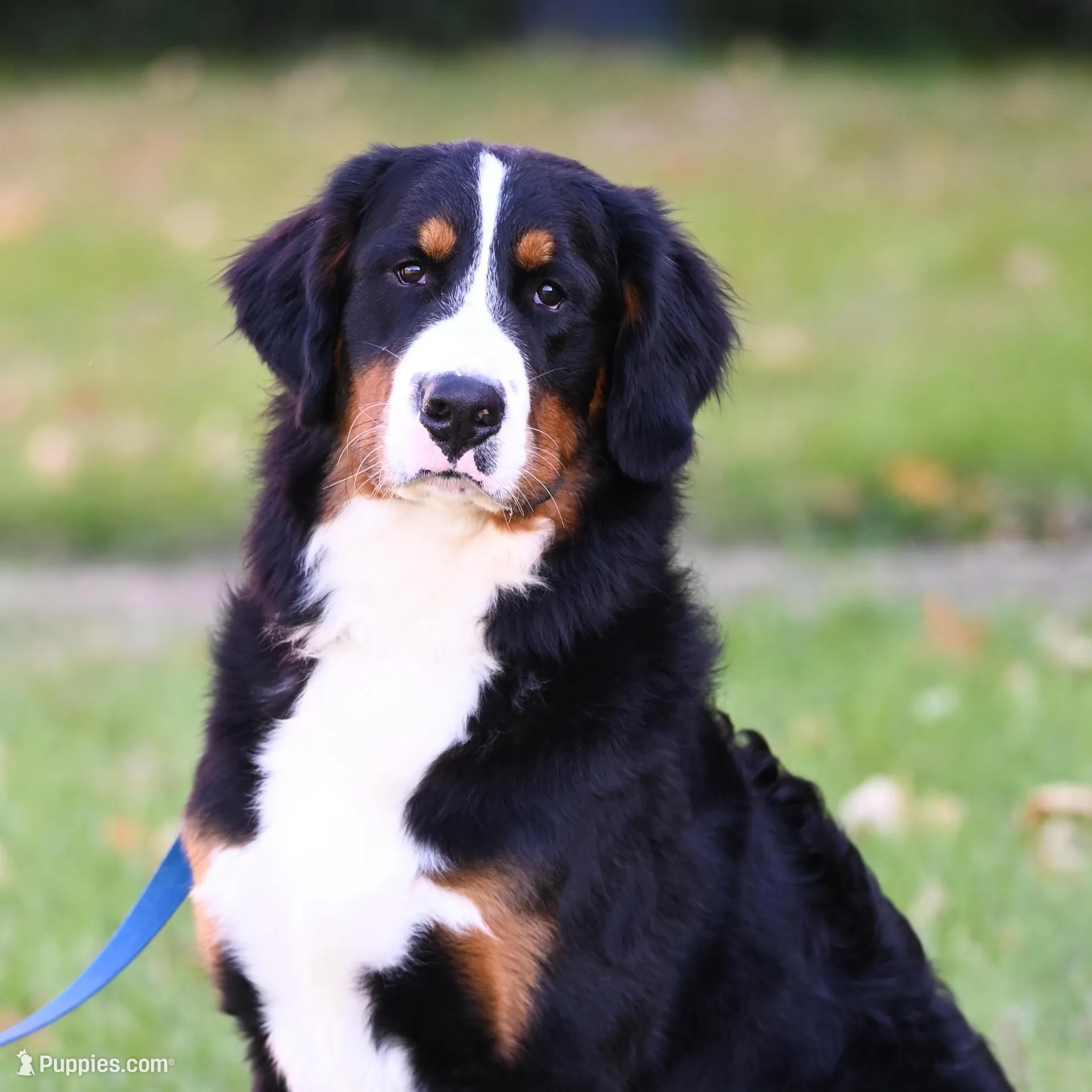 Seaweed (Mr. Green) – Bernese Mountain Dog puppy for sale in Ottumwa, IA