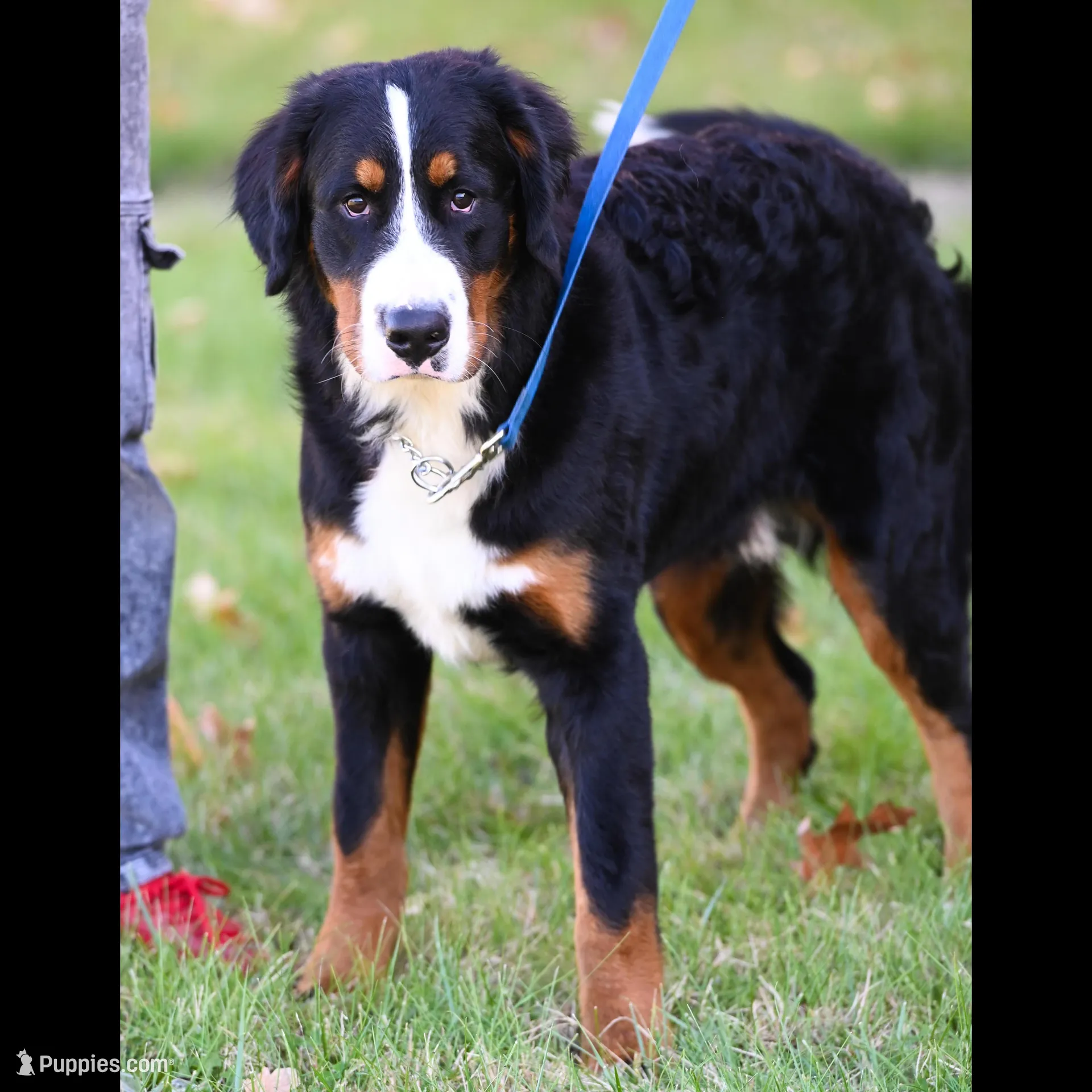 Seaweed (Mr. Green), a male Bernese Mountain Dog for sale in Ottumwa, IA – Photo 3 of 9