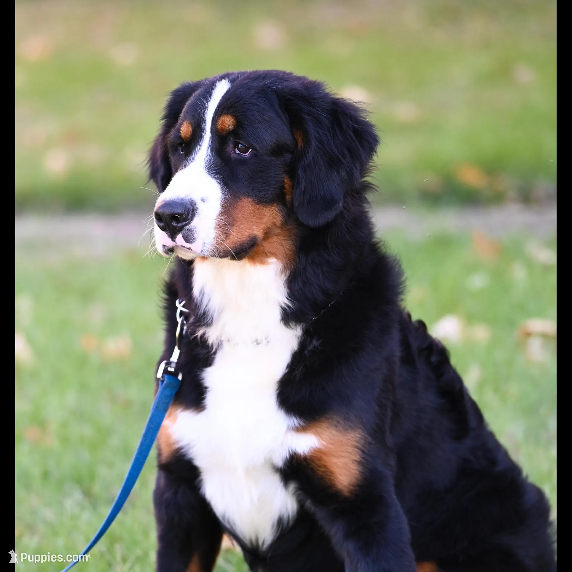 Seaweed (Mr. Green), a male Bernese Mountain Dog for sale in Ottumwa, IA – Photo 4 of 9