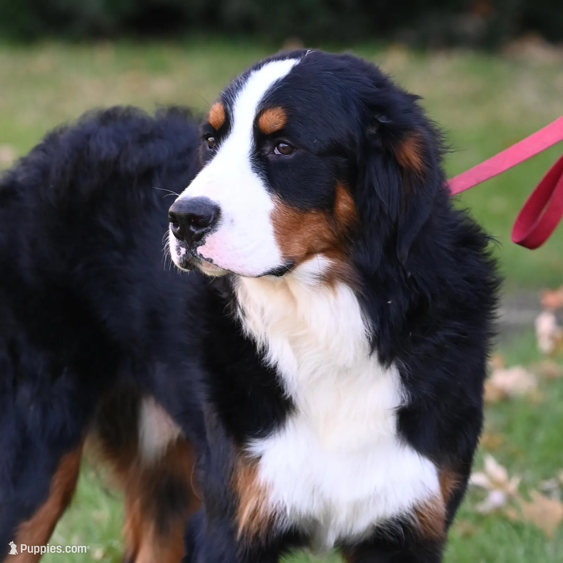 Simba (yellow fellow), a male Bernese Mountain Dog for sale in Ottumwa, IA – Photo 3 of 10