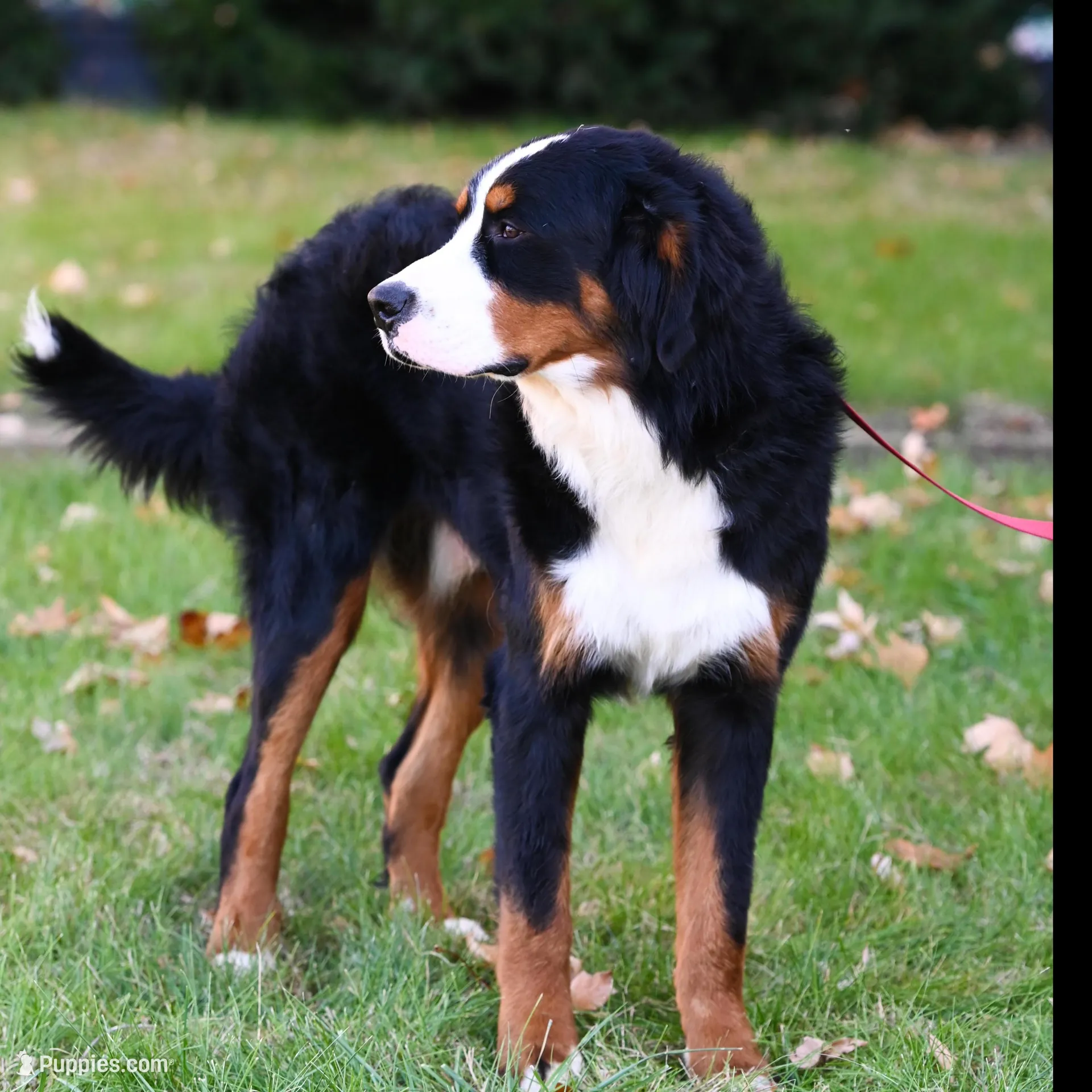 Simba (yellow fellow), a male Bernese Mountain Dog for sale in Ottumwa, IA – Photo 4 of 10