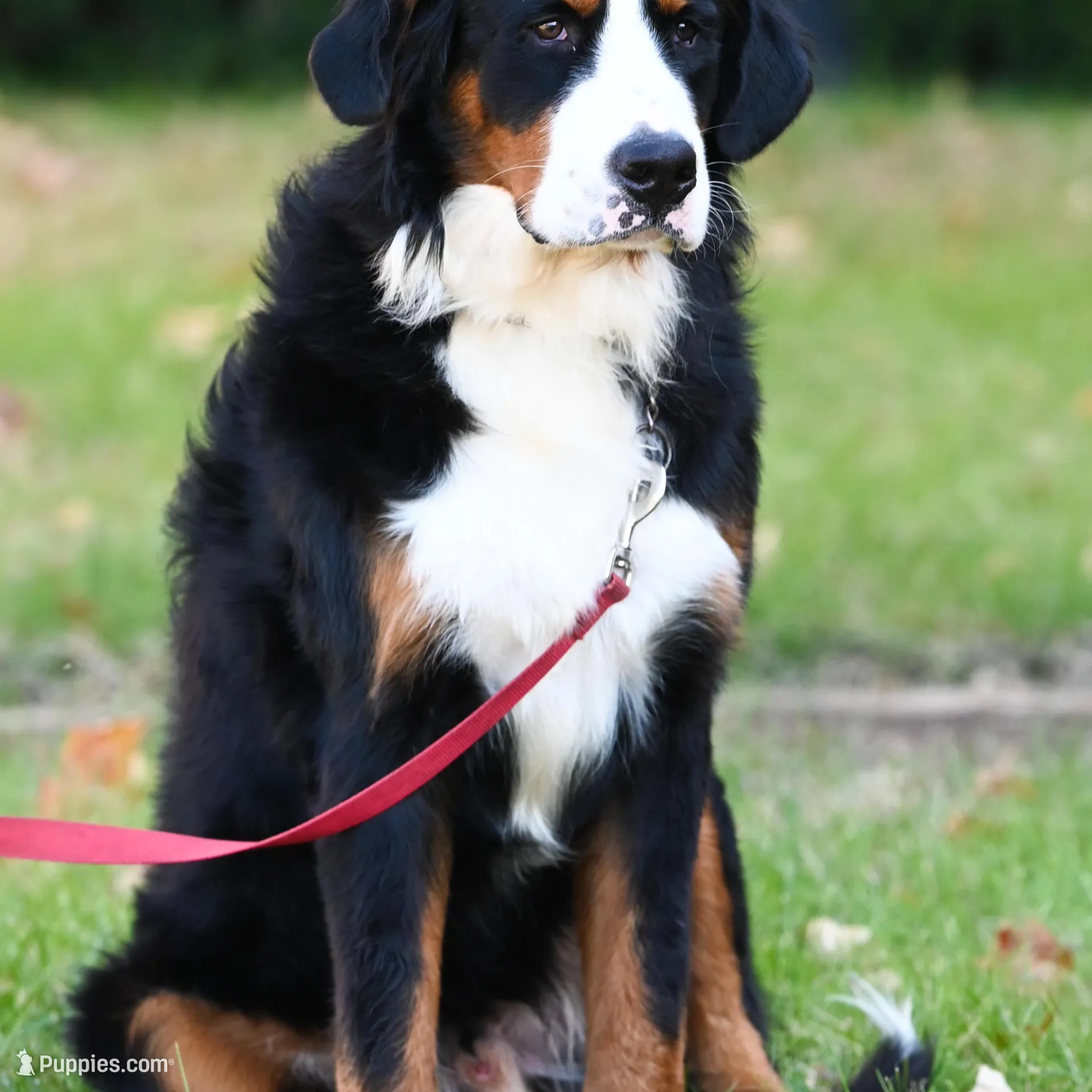 Simba (yellow fellow), a male Bernese Mountain Dog for sale in Ottumwa, IA – Photo 6 of 10