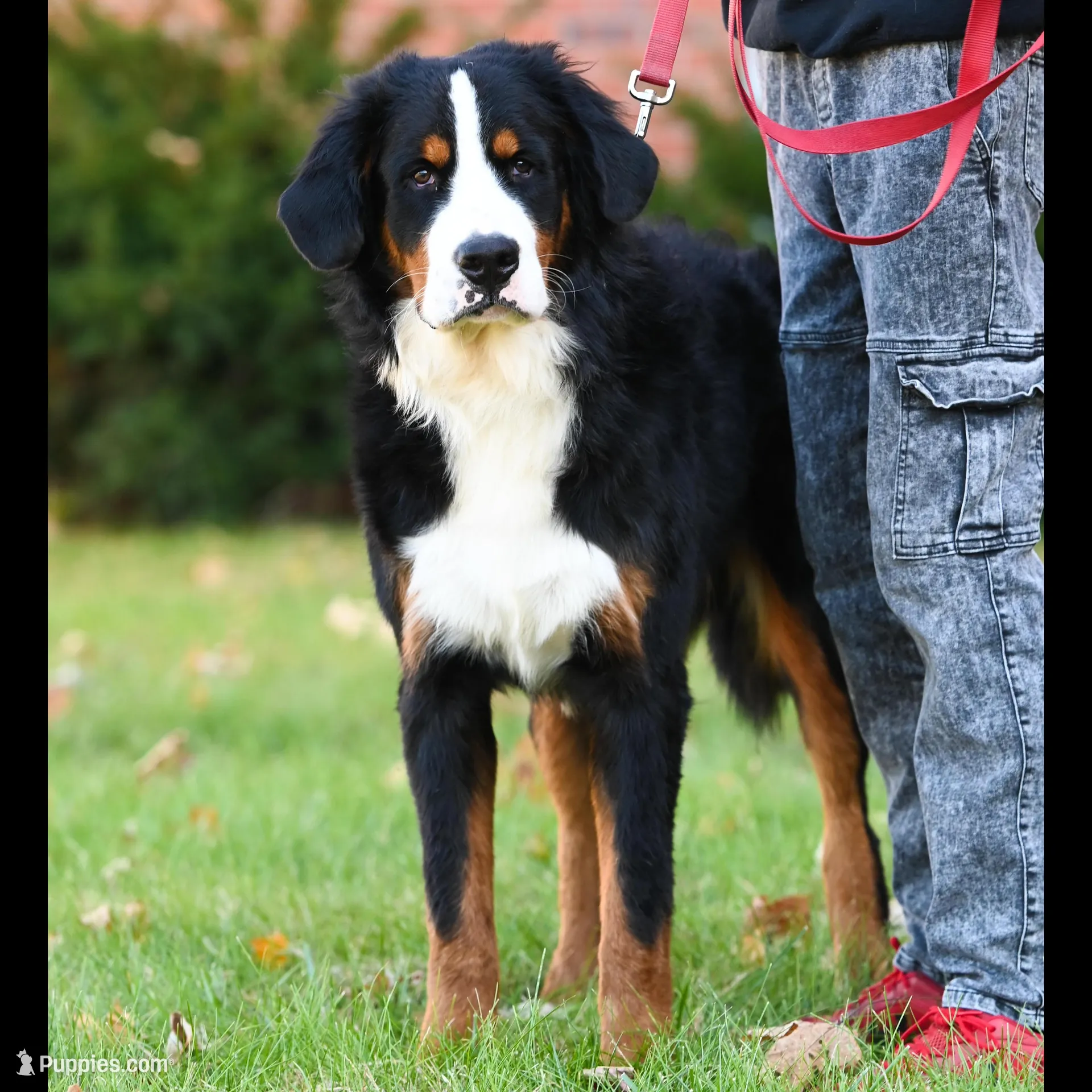 Simba (yellow fellow) – Bernese Mountain Dog puppy for sale in Ottumwa, IA