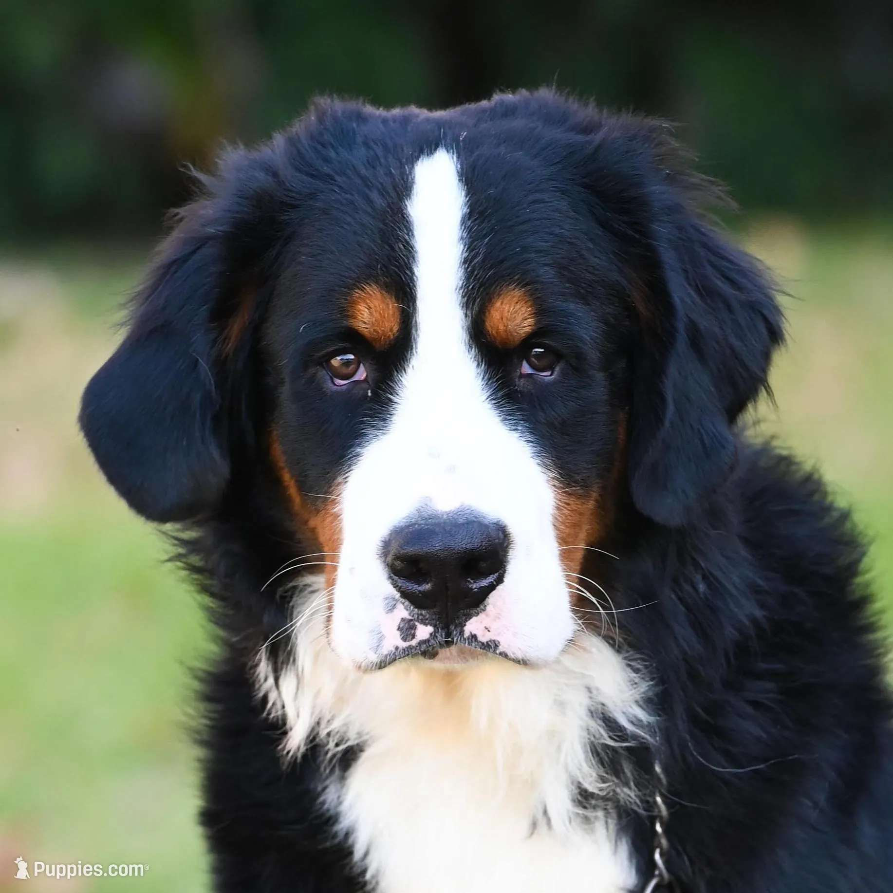 Simba (yellow fellow), a male Bernese Mountain Dog for sale in Ottumwa, IA – Photo 2 of 10