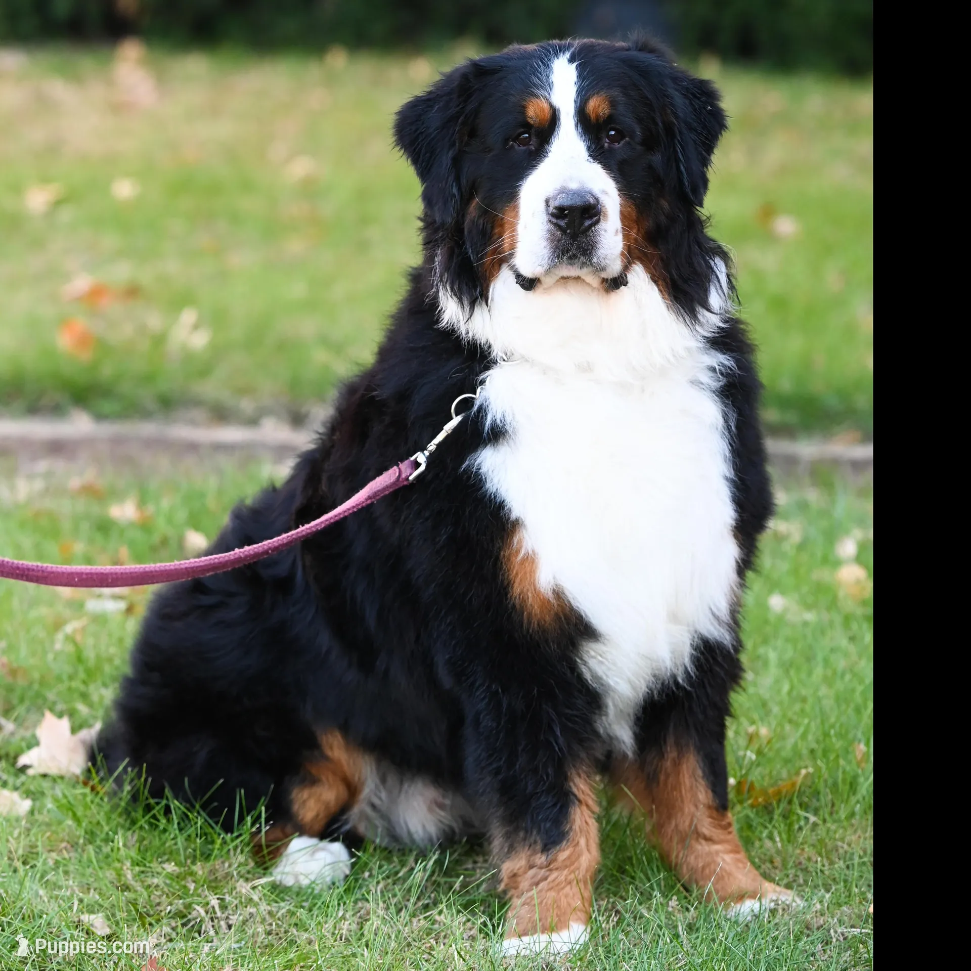 Simba (yellow fellow), a male Bernese Mountain Dog for sale in Ottumwa, IA – Photo 10 of 10